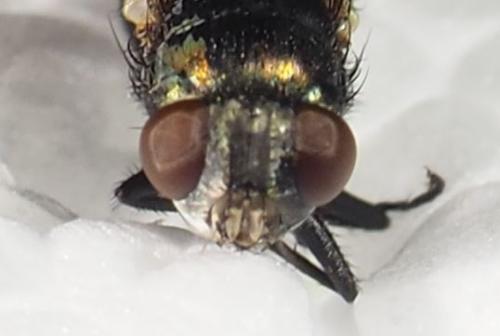 Lucilia sp.
